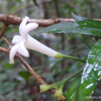 Gaertnera walkeri (Arn.) Blume